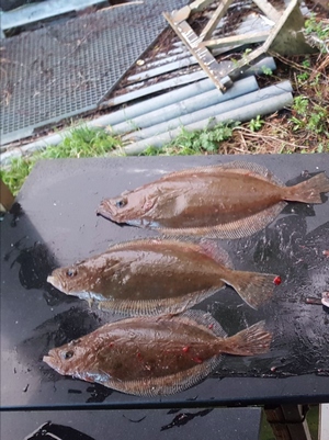 Fiskesenter Birkeland Fangerfolge 0014